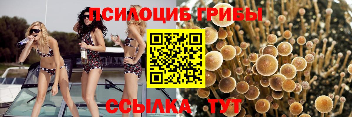 Курганинск  Галлюциногенные грибы прущие грибы  купить наркотик  Вход с VPN 